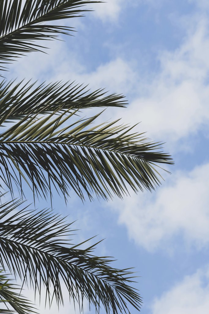 Engin Akyurt - beautiful palm tree in nature