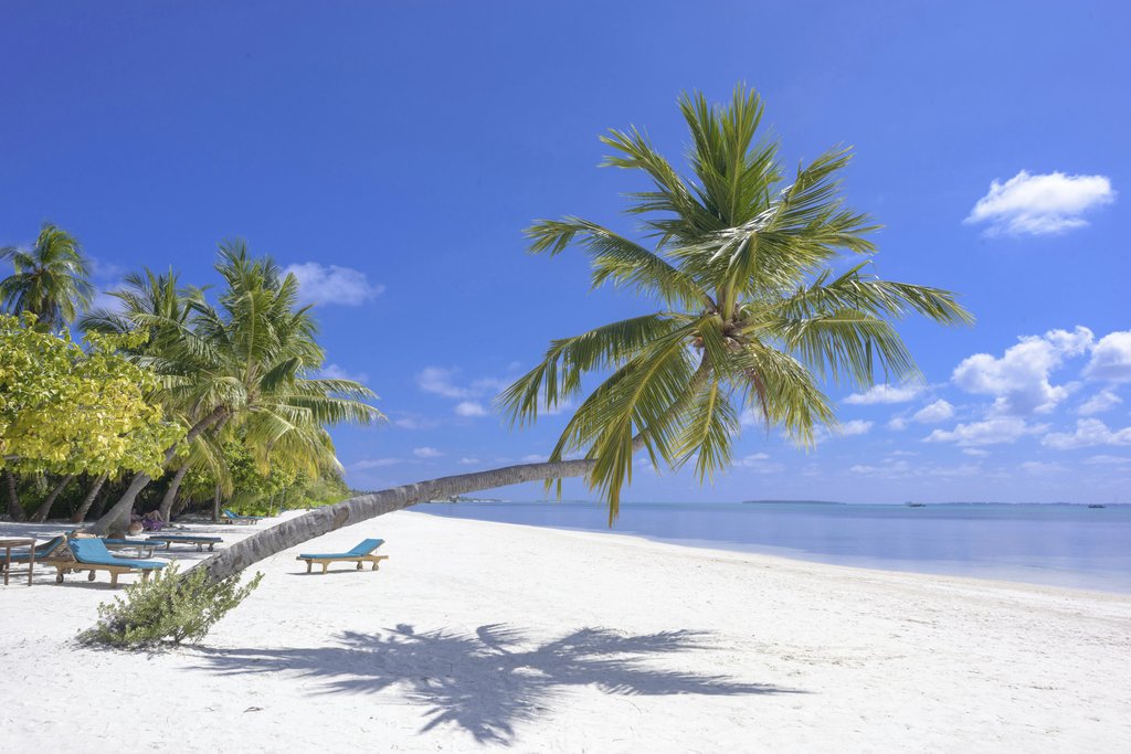 Asad Photo Maldives - Breathtaking tropical beach scene in the Maldives with palm trees and serene blue waters.