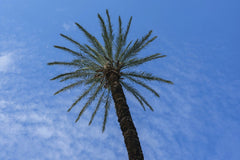 Engin Akyurt - beautiful palm tree in nature