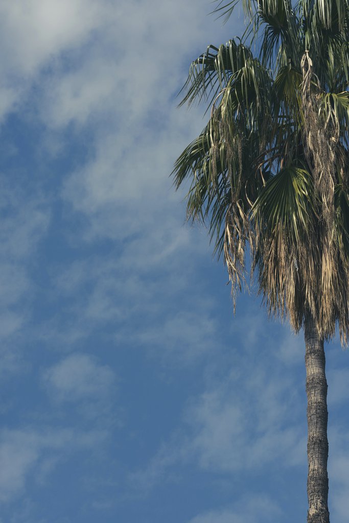 Engin Akyurt - beautiful palm tree in nature