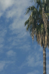 Engin Akyurt - beautiful palm tree in nature