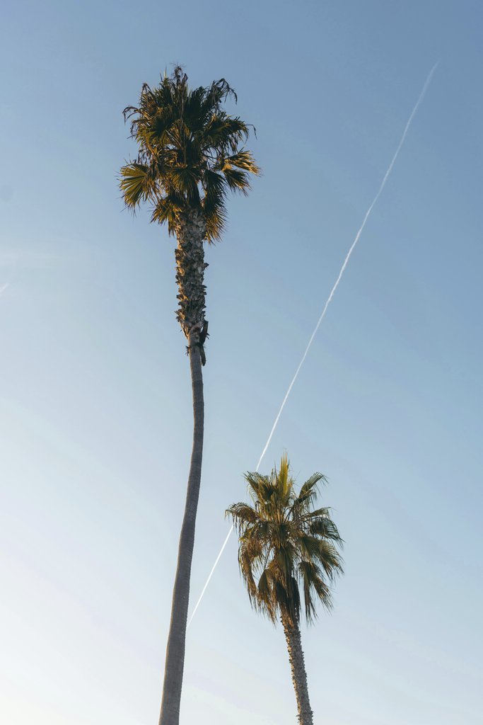Matt Hardy - Low angle shot of two tall palm trees under a clear blue sky, evoking a tropical summer vibe.