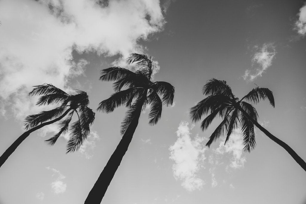 Jess Loiterton - A striking black and white photo of palm trees reaching skyward against a cloudy sky.