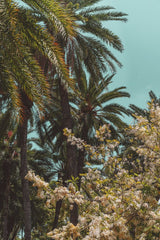 Jess Loiterton - Vibrant tropical scene with lush palm trees and blossoming flowers under a bright sky.