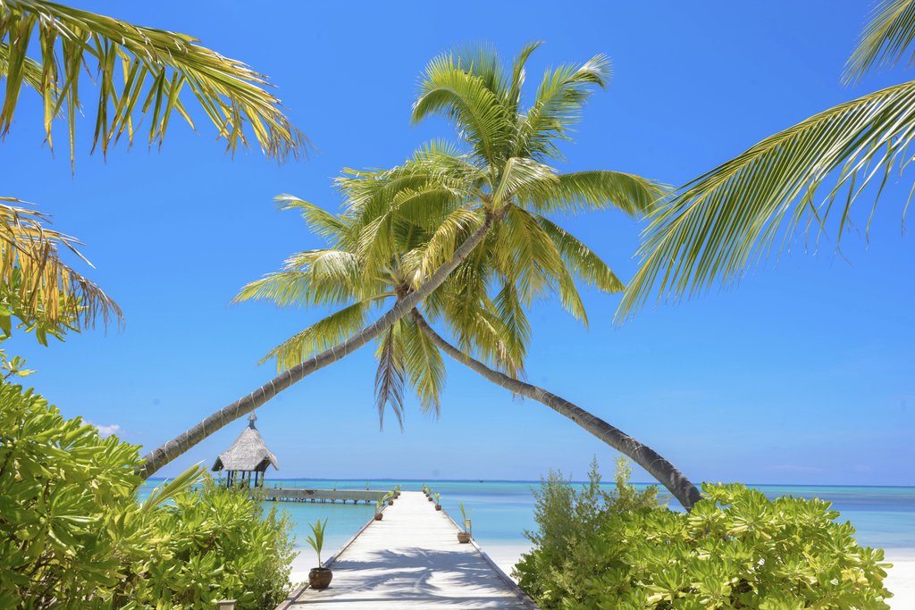 Asad Photo Maldives - Idyllic tropical beach view with palm trees and pier in Maldives, ideal for relaxation and vacation.