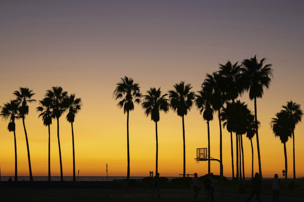 Caleb Jack - Palm trees silhouette at sunset on Venice Beach, Los Angeles.