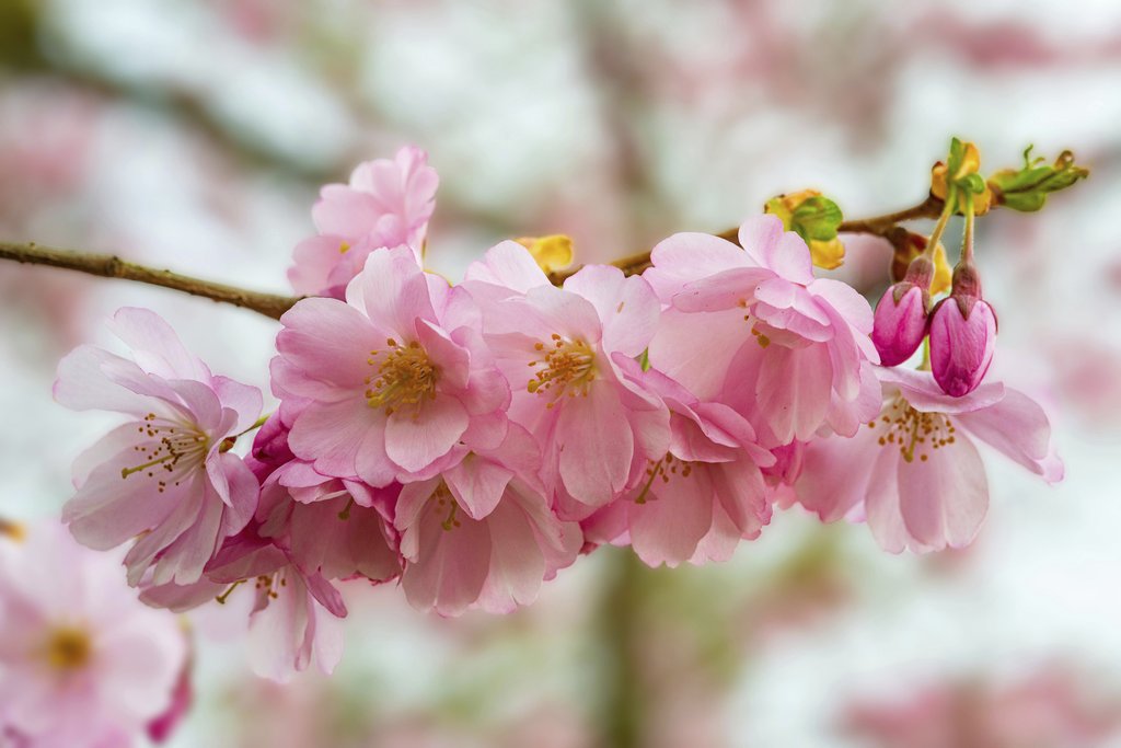 Siegfried Poepperl - Close-up of pink cherry blossoms blooming in spring, showcasing delicate petals and vibrant colors.