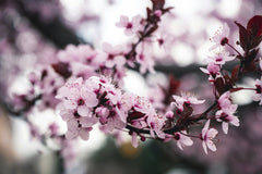 Brett Sayles - Close-up of vibrant cherry blossoms in full bloom captured during spring in Boise, Idaho.