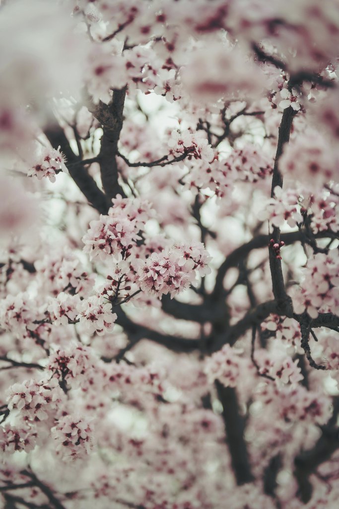 Tim Mossholder - A beautiful close-up of pink cherry blossoms in full bloom, capturing the essence of spring.