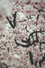 Tim Mossholder - A beautiful close-up of pink cherry blossoms in full bloom, capturing the essence of spring.