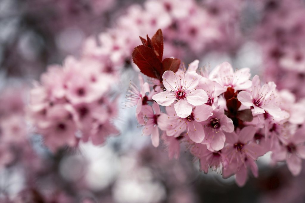 Brett Sayles - Close-up of pink cherry blossoms in bloom, showcasing the beauty of spring in Boise, Idaho.