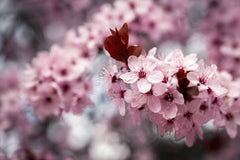 Brett Sayles - Close-up of pink cherry blossoms in bloom, showcasing the beauty of spring in Boise, Idaho.