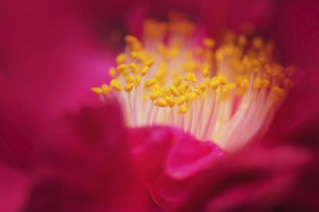 Kat Smith - Close-up macro photo of a vibrant pink rose, highlighting its delicate yellow stamens.