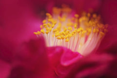 Kat Smith - Close-up macro photo of a vibrant pink rose, highlighting its delicate yellow stamens.