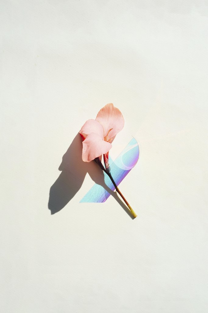 Evie Shaffer - Elegant pink lily with holographic shadow on clean white background, perfect for modern designs.