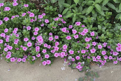 Floriculture Allabout - Lush pink periwinkle flowers blooming vibrantly outdoors with lush green leaves.