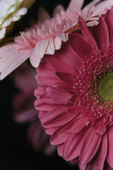 Engin Akyurt - Stunning close-up of a vibrant pink gerbera daisy with intricate petal details.