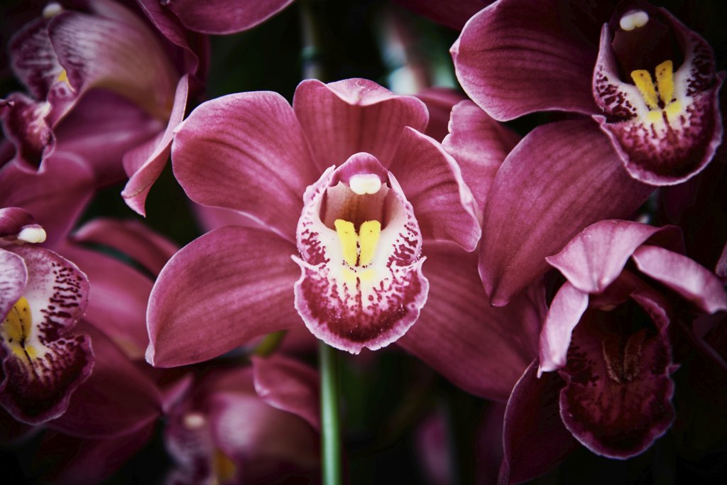 Suki Lee - Detailed view of pink Cymbidium orchids blooming in an enchanting display of natural beauty.