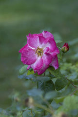 Mohan Nannapaneni - Detailed view of a vibrant pink rose with dew drops on its petals, captured in natural lighting.