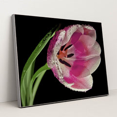 7090295242787 - Product Image