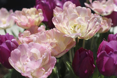 Amelia Cui - A close-up of vibrant pink and purple tulips blooming under sunlight, showcasing spring beauty.