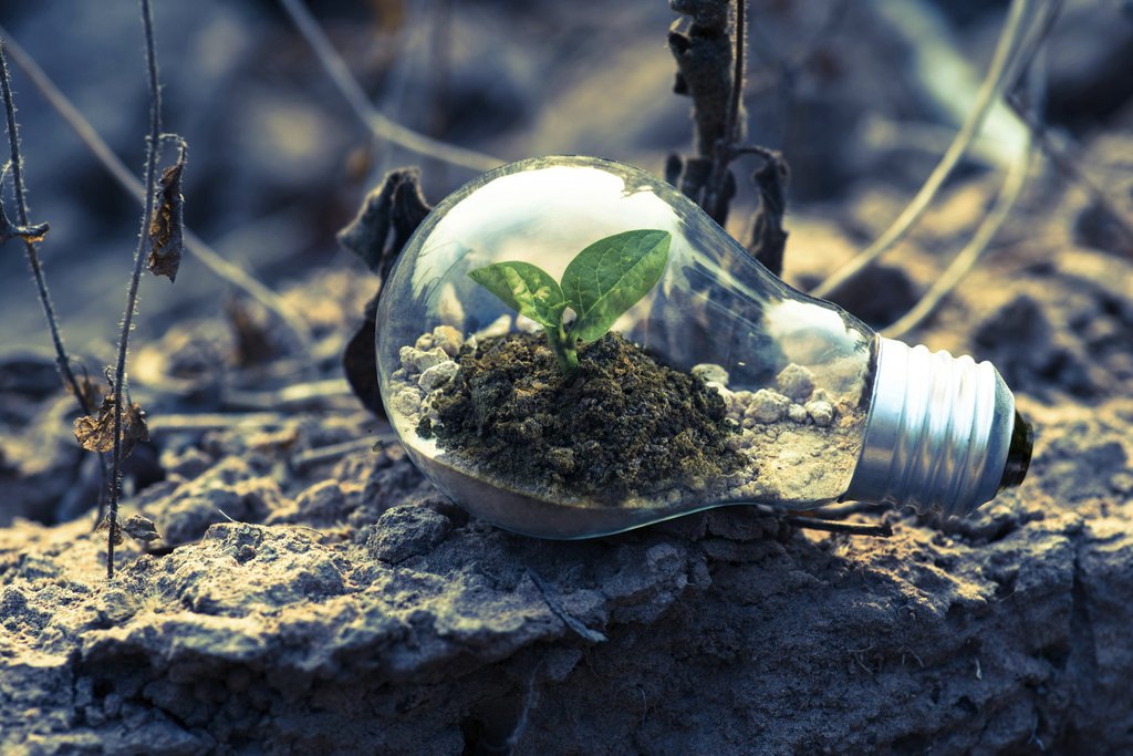 Singkham - A small plant sprouts in soil inside a light bulb, symbolizing eco-friendly and sustainable growth.