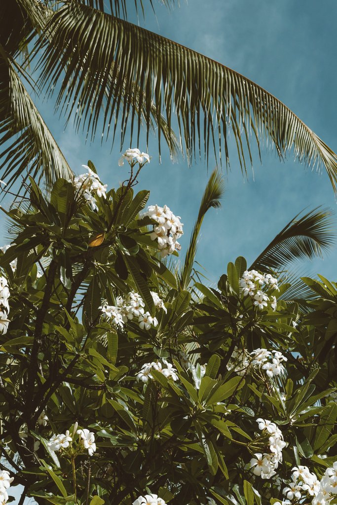 Jess Loiterton - Low angle view of plumeria flowers and palm leaves against a clear blue sky, capturing a tropical vibe.