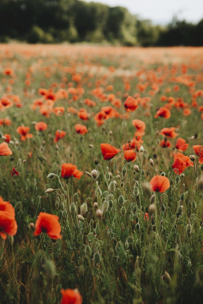 Alesia Kozik - Explore a vibrant poppy field near Erfurt, Germany, showcasing a bright spring day.