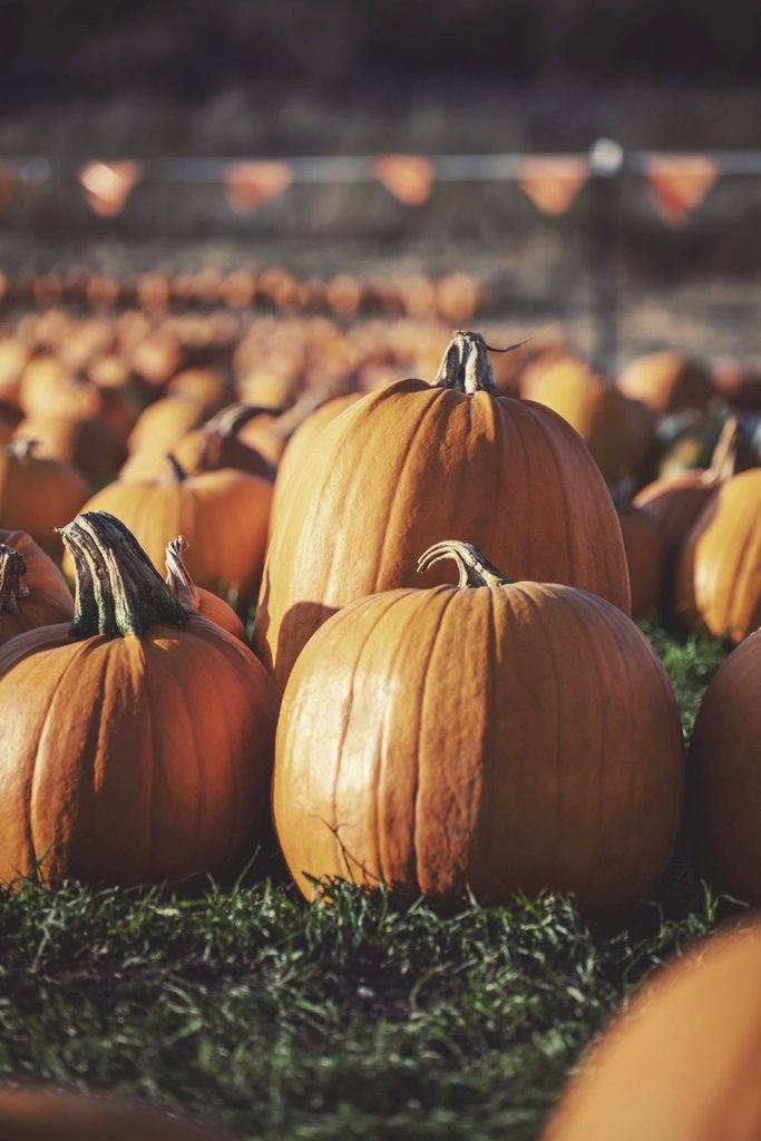 Tim Mossholder - Vibrant pumpkins in a sunny Santa Maria field, capturing the essence of fall harvest.