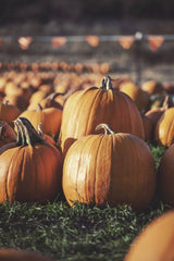 Tim Mossholder - Vibrant pumpkins in a sunny Santa Maria field, capturing the essence of fall harvest.