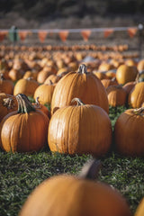 Tim Mossholder - Explore a vivid pumpkin patch in Santa Maria, CA during fall, perfect for seasonal activities.