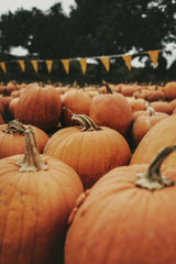 Tim Mossholder - A scenic view of pumpkins in a Santa Maria field, perfect for autumn and harvest themes.