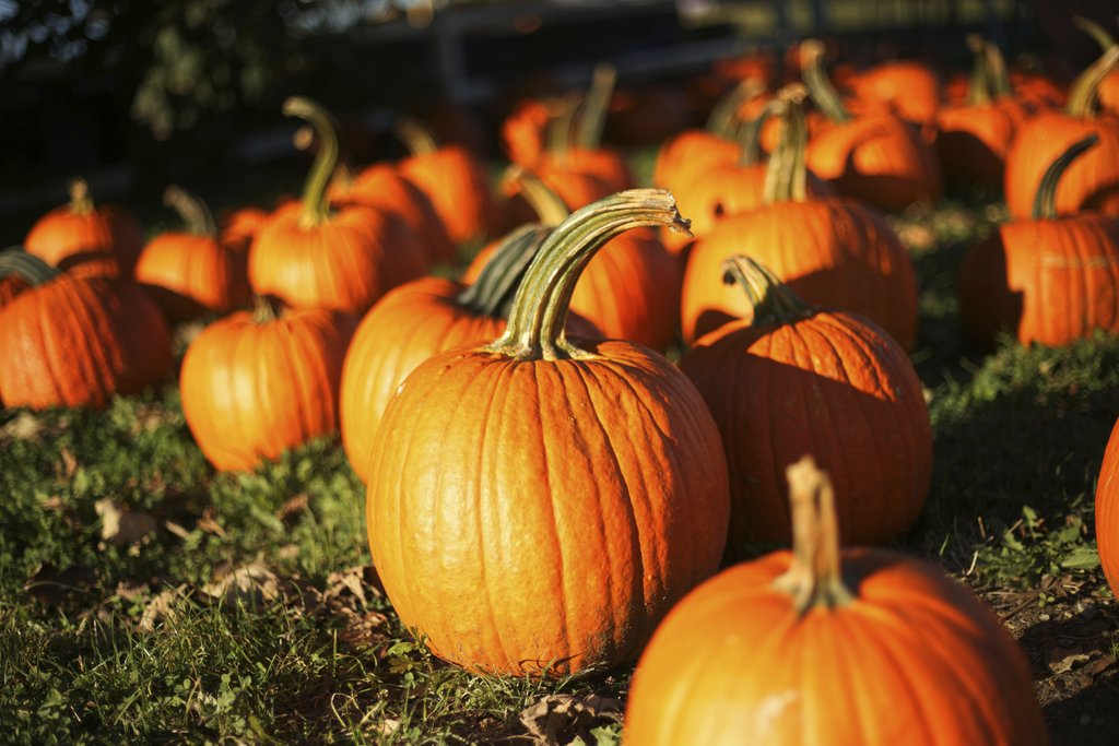 Elizabeth Lizzie - Close-up of bright orange pumpkins in a sunlit patch, perfect for fall harvest imagery.
