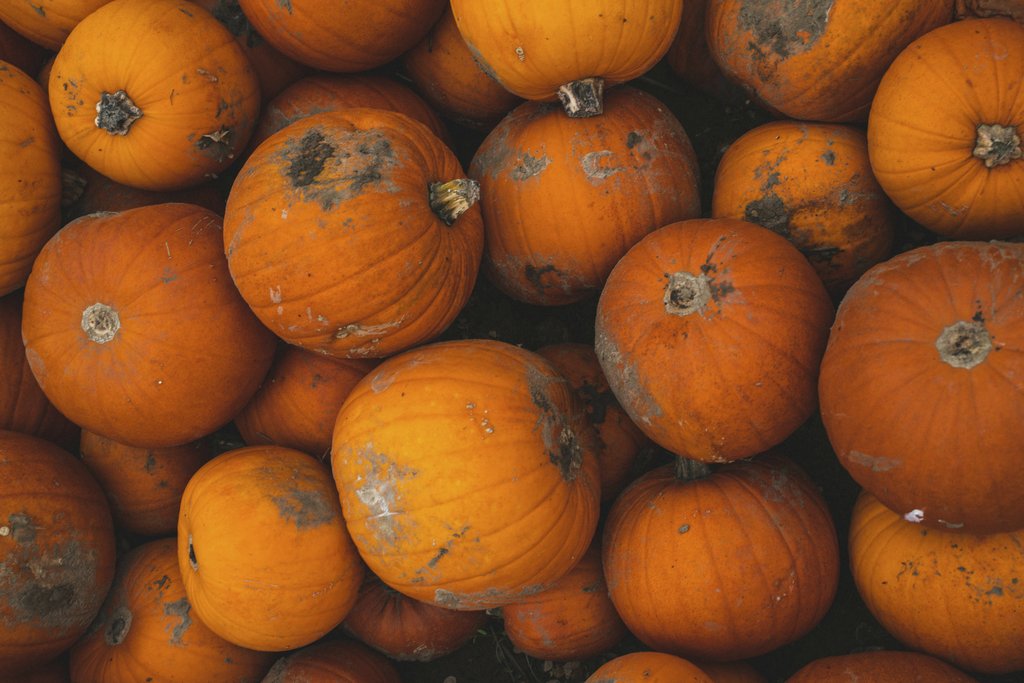 Connor Danylenko - A vibrant collection of freshly harvested pumpkins from an English farm, showcasing natural autumn beauty.