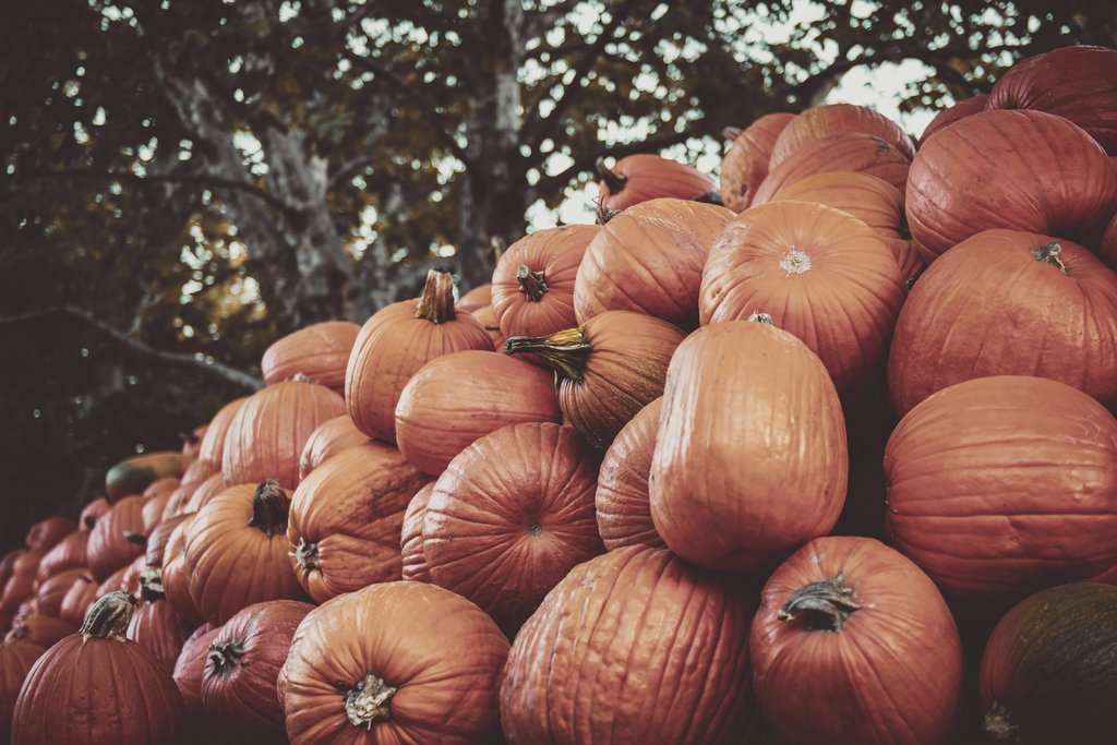 Tim Mossholder - A large pile of vibrant orange pumpkins outdoors, perfect for autumn harvest themes.