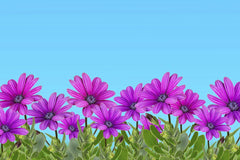 Andres Victorero - Bright purple African daisies in full bloom against a vibrant blue sky, representing spring growth.