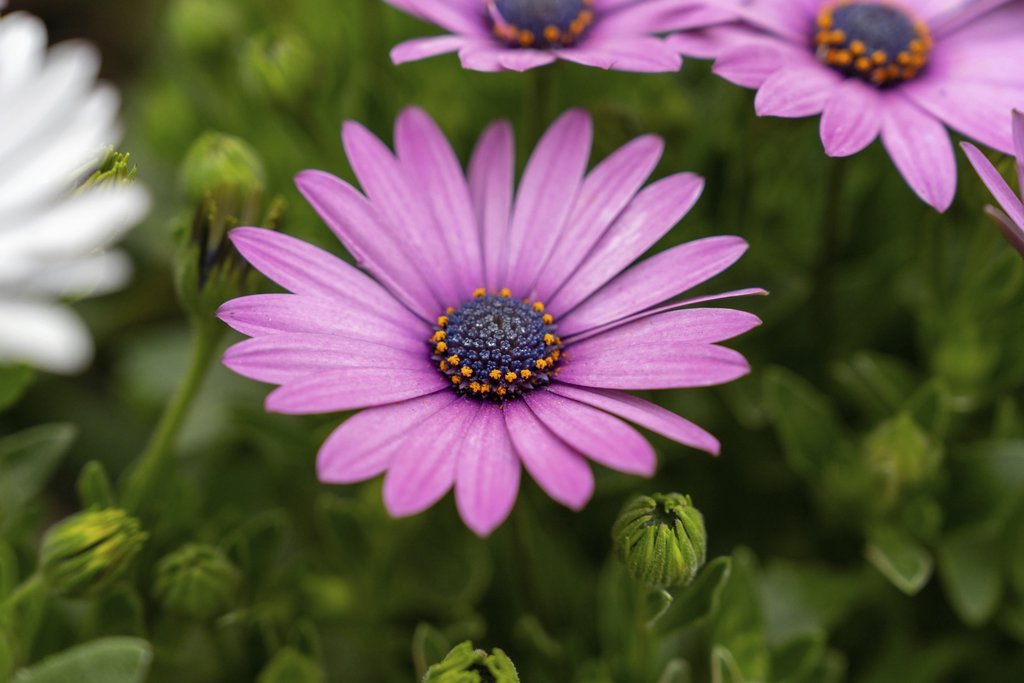 Manish Sharma - Daisy