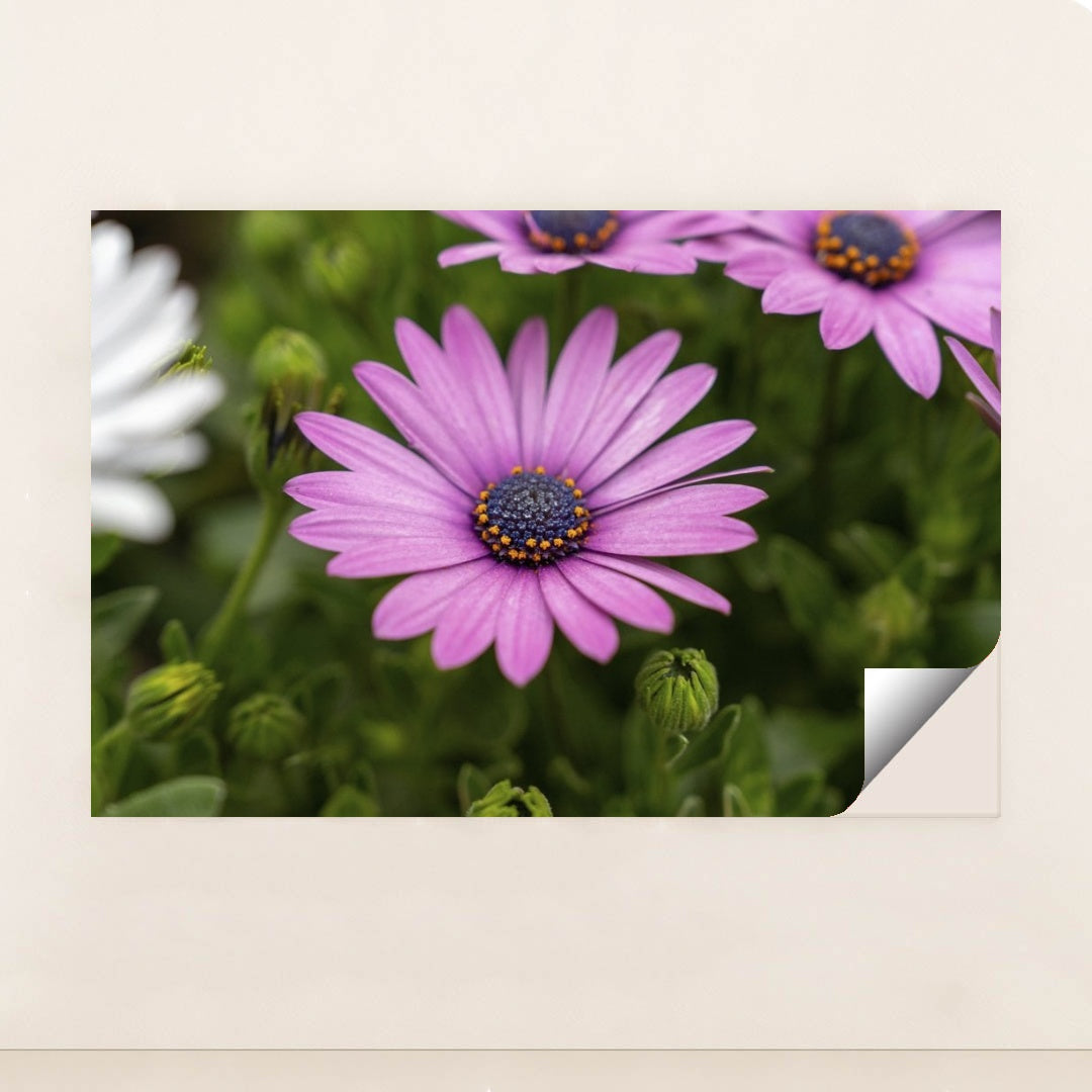 7090347933731 - Product Image