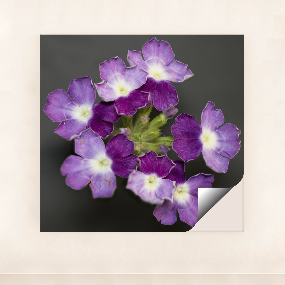 7090297667619 - Product Image