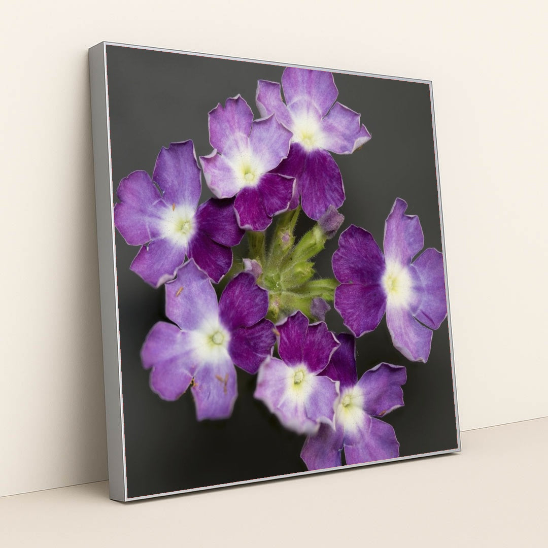 7090297667619 - Product Image