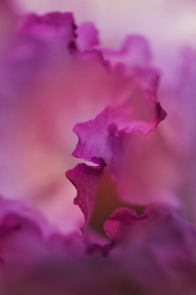 Kat Smith - Delicate pink petals captured in a stunning macro close-up, highlighting natural beauty.