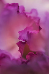 Kat Smith - Delicate pink petals captured in a stunning macro close-up, highlighting natural beauty.