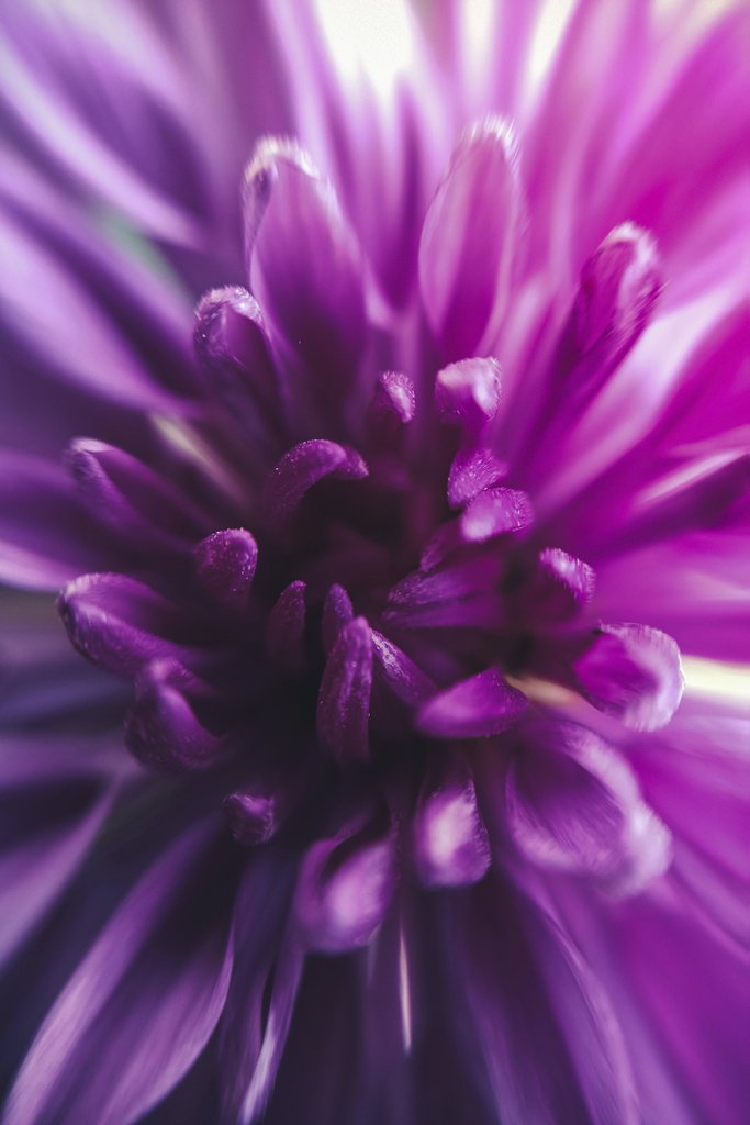 Aadesh Padave - Detailed macro shot of a purple chrysanthemum highlighting its vibrant petals.