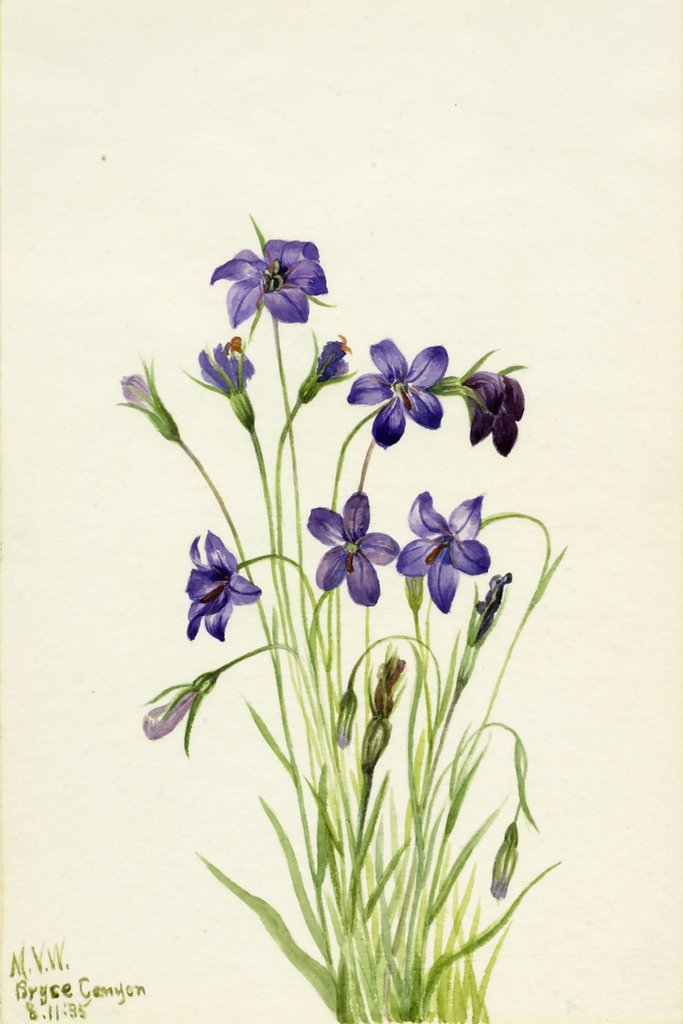 Mary Vaux Walcott - Bellflower (Campanula) (1935)