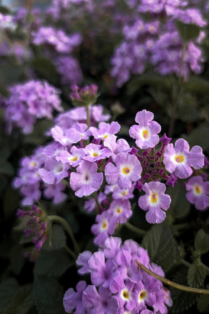 By - Nilesh RY - Free stock photo of bloom, blossom, bouquet