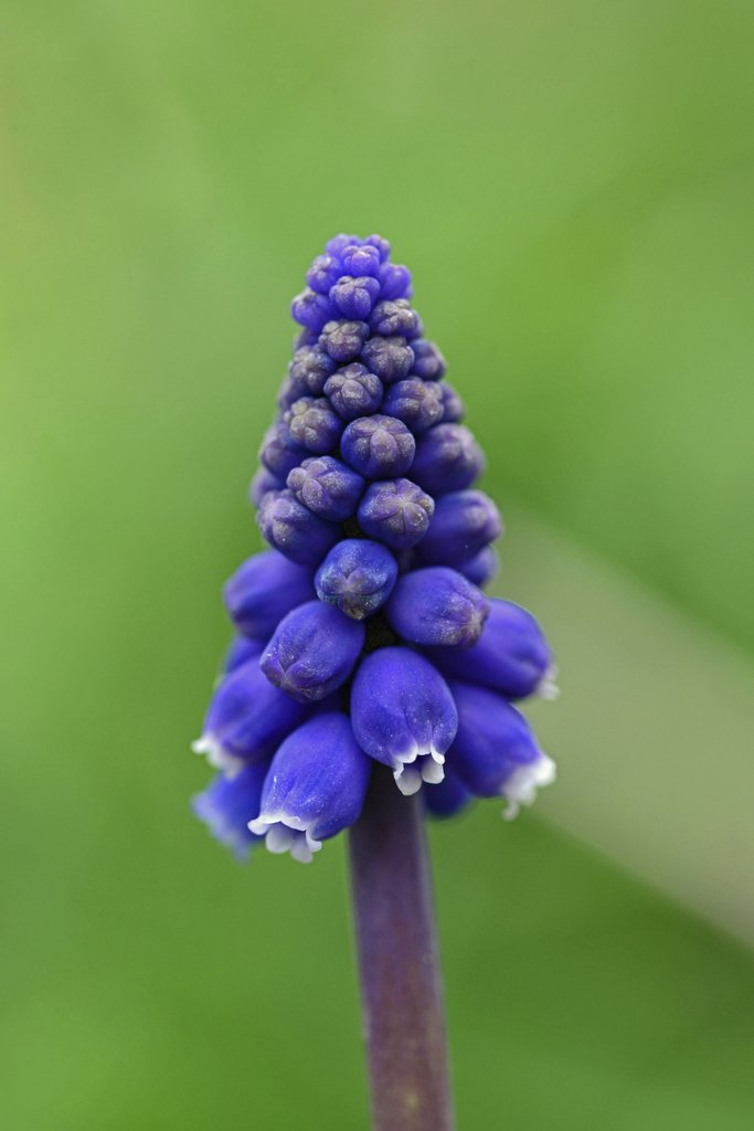 Pixabay - Macro photo of a vibrant purple grape hyacinth, highlighting its delicate blossoms against a green backdrop.