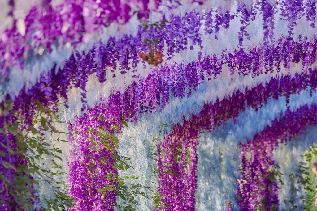 Suki Lee - A vibrant display of purple and blue wisteria flowers cascading in rows outdoors.