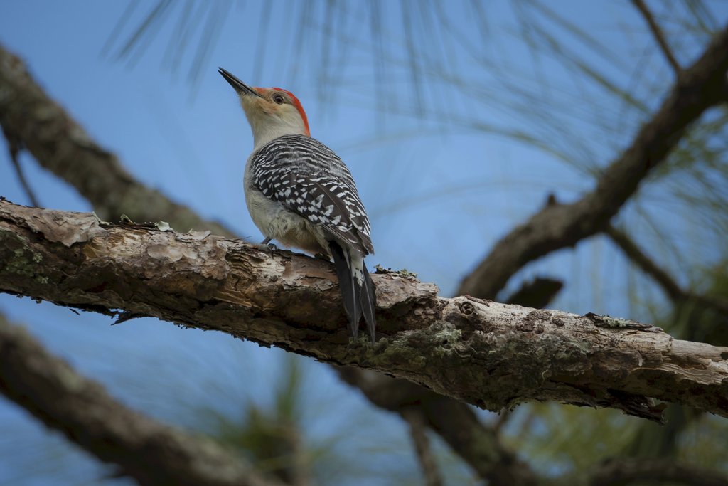 Arian Fernandez - Red-bellied woodpecker perched on a pine branch against a clear blue sky in Florida.