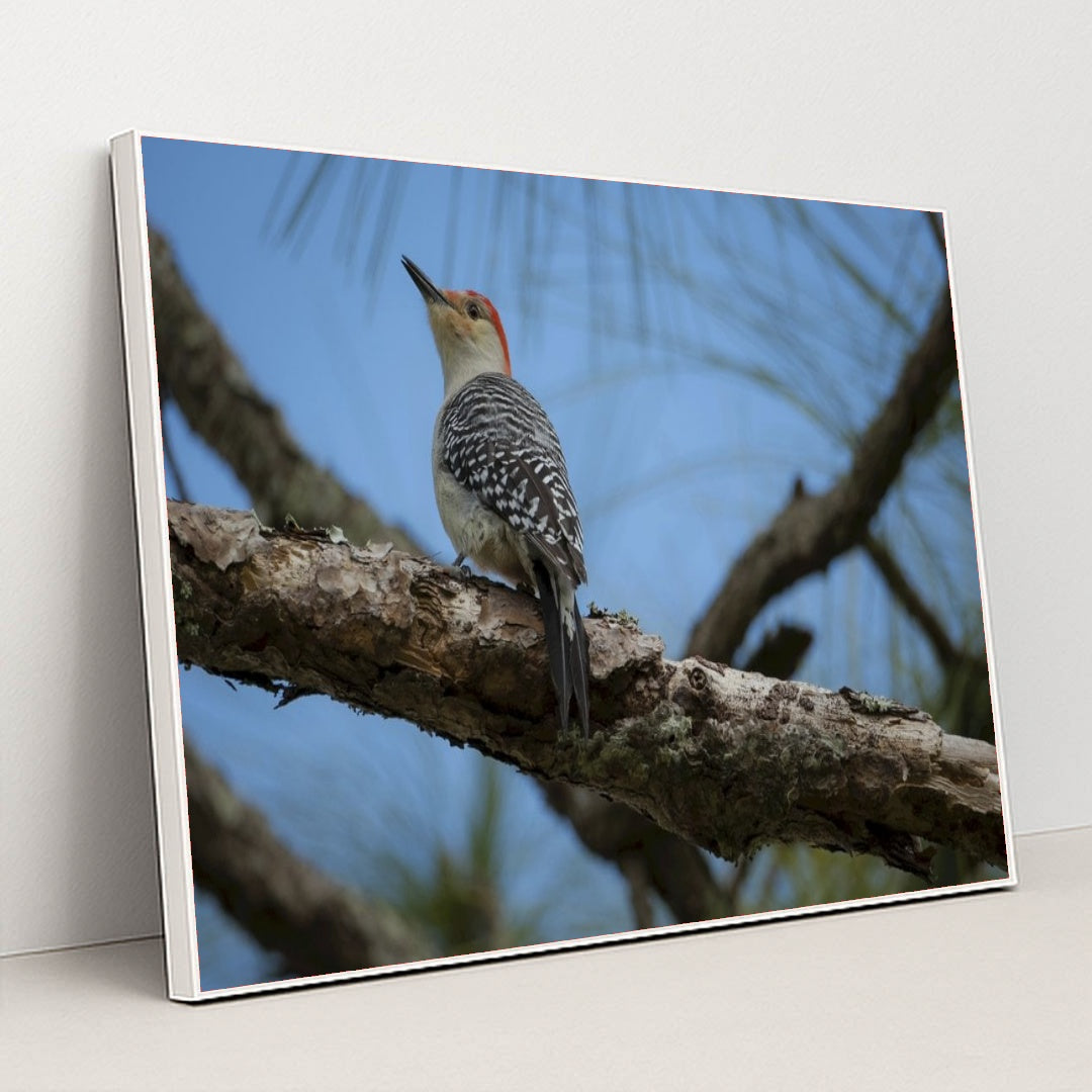 7090353438755 - Product Image