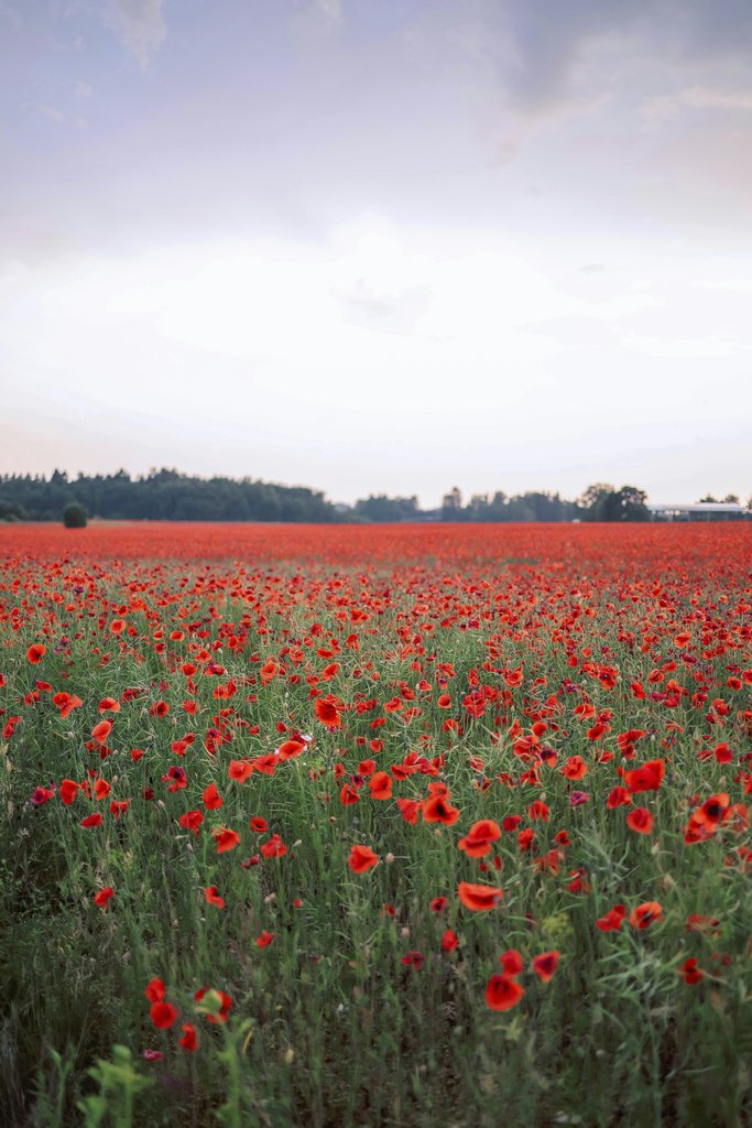 Valeria Boltneva - Expansive field of vibrant red poppy flowers in bloom under a clear evening sky.